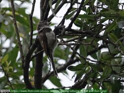 Sooty bushtit.jpg