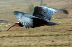 Southern Bald Ibis (Geronticus calvus) Flying, Lesotho, Sep 2008.jpg
