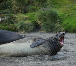 Southern Elephant Seal (5797958581).jpg