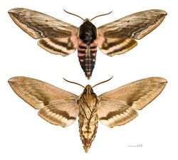 Sphinx ligustri MHNT male.jpg