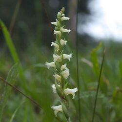 Spiranthes ochroleuca inflorescence.jpg