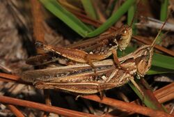 Spotted-wing Grasshopper - Orphulella pelidna, Green Swamp, Supply, North Carolina.jpg