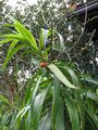 Starr-110330-3700-Dracaena angustifolia-fruit and leaves-Garden of Eden Keanae-Maui (24785045730).jpg