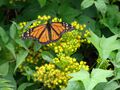 Flowers pollinated by monarch butterfly