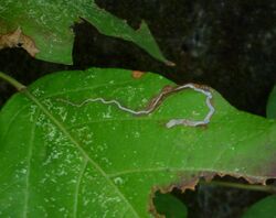 Stigmella rhoifoliella.jpg