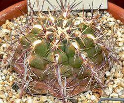 Thelocactus bicolor 1.jpg