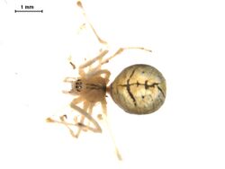 Theridion frondeum f1.jpg