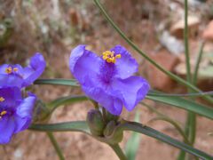 Tradescantia occidentalis (6253789931).jpg