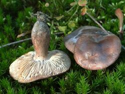 Tricholoma batschii G5.JPG