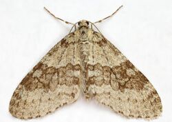Trichopteryx carpinata, Early Tooth-striped, Trawscoed, North Wales, April 2017 (34614019906).jpg