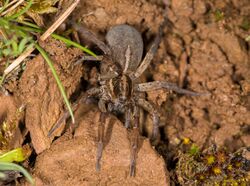 Trochosa robusta.jpg