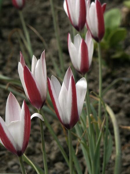 File:Tulipa clusiana1ScottZona.jpg