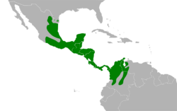 Turdus grayi map.svg
