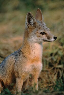 Vulpes macrotis mutica sitting.jpg