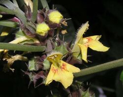 假糙蘇 Paraphlomis javanica -香港動植物公園 Hong Kong Botanical Garden- (9216085770).jpg