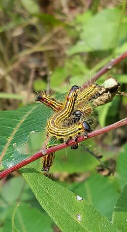 - 7908 – Datana perspicua – Spotted Datana Moth caterpillar (20944483462).jpg