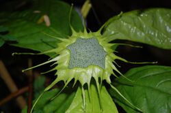 2007 dorstenia turnerifolia 2.jpg