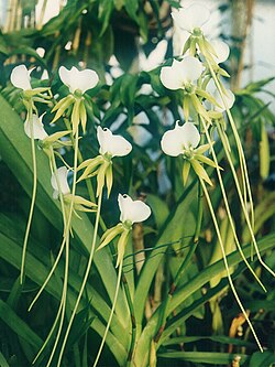A and B Larsen orchids - Angraecum eburneum longicalcar 829-15x.jpg