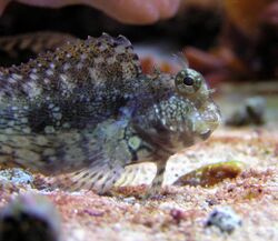 Algae blenny.jpg