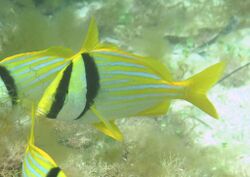 Anisotremus virginicus in Madagascar Reef.jpg