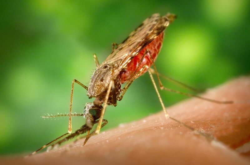 File:Anopheles albimanus mosquito.jpg