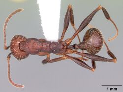 Aphaenogaster lamellidens casent0103589 dorsal 1.jpg