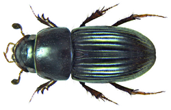 Aphodius (Aganocrossus) urostigma Harold, 1862 (8306013185).png