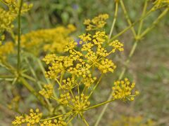 Apiaceae - Ferulago campestris-001.JPG