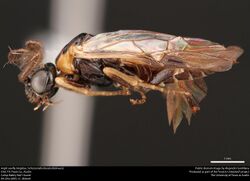 Argid sawfly (Argidae, Schizocerella lineata (Rohwer)) (37517128951).jpg