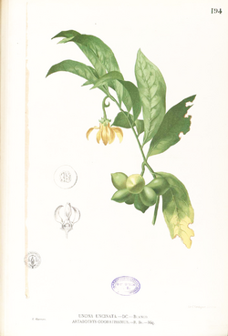 Artabotrys hexapetalus Blanco1.194-original.png