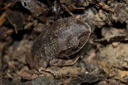 Asian Litter Frog (Leptobrachium gunungense) (6967256032).jpg