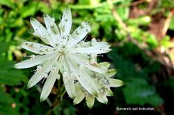 Astrantia bavarica PID1434-1.jpg