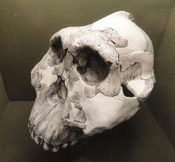 Large, white, complete skull in three-quarter view facing left