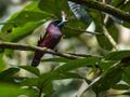 Banded Broadbill (14184291444).jpg