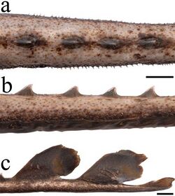 Bathyraja leucomelanos03.jpg