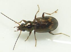 Bembidion dentellum.jpg