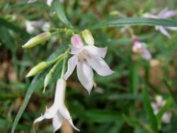 Billardiera sericophora 8983.jpg