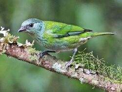 Black-capped Tanager (f) JCB (cropped and mirrored).jpg