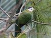 Black-naped Fruit Dove RWD2.jpg