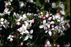 Boronia citriodora foliage and flowers.jpg