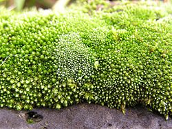 Bryum argenteum 2005.03.29 15.52.55.jpg