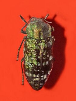 Buprestidae - Chalcopoecila ornata.jpg