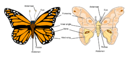 Butterfly vs moth anatomy.svg