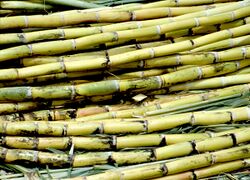Cut sugarcane