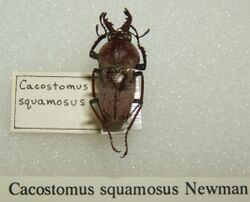 Cacostomus squamosus sjh.jpg