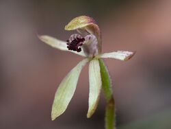 Caladenia iridescens.jpg