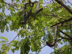 Cassia grandis fruit.jpg