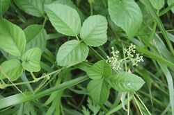 Cayratia trifolia leaves and flower buds.jpg