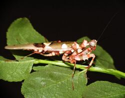 Chlidonoptera lestoni adult male.jpg