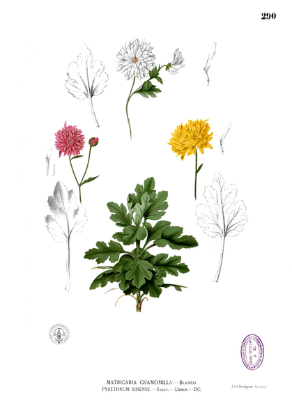 File:Chrysanthemum morifolium Blanco2.290.png